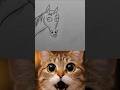 cat reaction