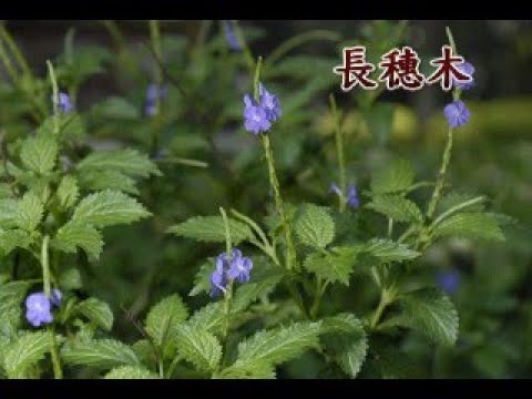 長穗木 Youtube 長穗木 Youtube