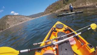 murray cod, yellowbelly and redfin