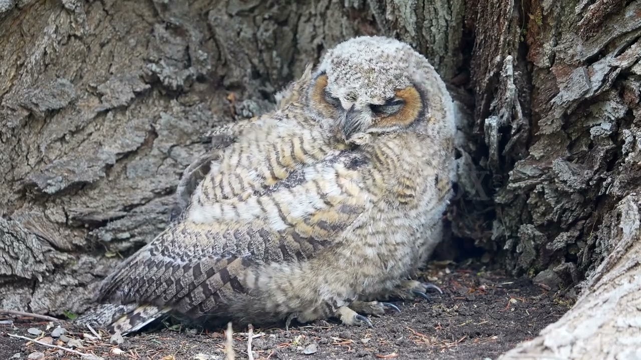 Stock Video - Owl fledgling sitting on the ground hiding from the wind