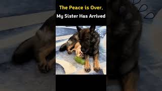 #animal #funnyanimals #dog #dogmemes