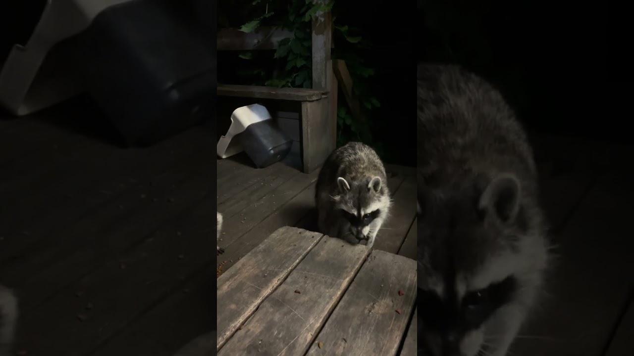 Raccoon family on my deck in St Paul.
