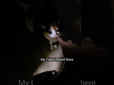 ما أراه في نهاية معظم الأيام حب حيوانات أليفة عائلة قط نمس حيوانات مضحكة حيوانات لول