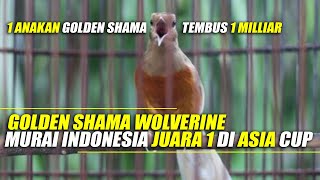 Download lagu Mewah & Langka Murai Batu Golden Shama Juara Di Asia Cup, Hanya Ada 4 Di Ind mp3