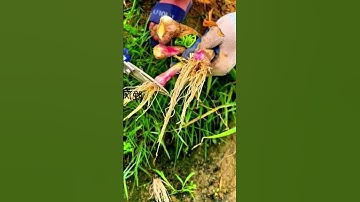 Inovasi Gunting Super Tajam Untuk Memotong Akar Tanaman Pasca Panen #shorts