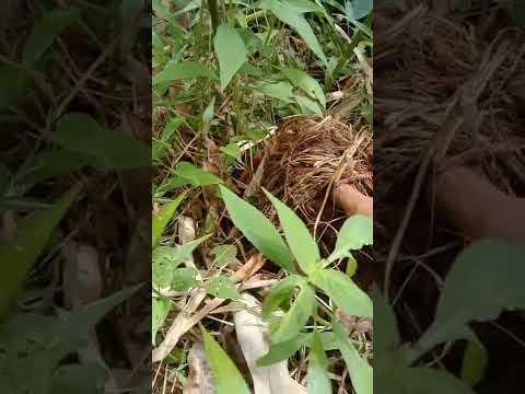 Video: Apakah nama sarang tupai? Di manakah tupai itu tinggal?