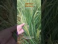 Hybrid Rice Technology Demonstration MESTISO 20 (Nsic Rc 204)                      Dosepco/Philrice