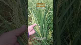 Hybrid Rice Technology Demonstration MESTISO 20 (Nsic Rc 204)                      Dosepco/Philrice