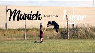 Maniek border collie 1 YEAR