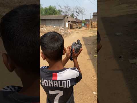 Ronaldo ne kabutar kharida 🤩 #short #shorts #pigeontraning #pigeon #kabutar
