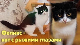 Спинальник Феликс нуждается в особом уходе и любви! Благодарный котик ищет сострадания и ласку!!!