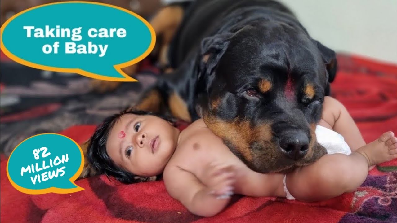 Jerry and Aaru are made for each other | Dog protecting baby