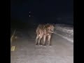 Dire wolves are real...