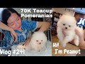 Vlog #241- Our Baby Peanut! Teacup Pomeranian Puppy! 70K Pesos na Puppy?!