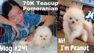 Vlog #241 Our Baby Peanut! Teacup Pomeranian Puppy! 70K Pesos na Puppy?!