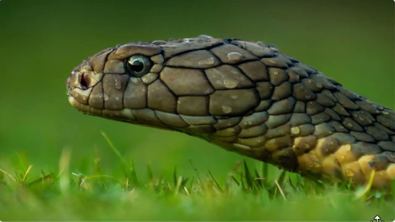 Facts about king cobra and Its venom