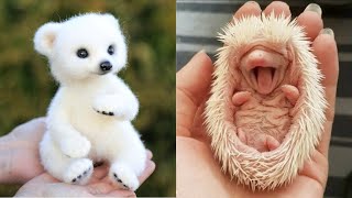 Top Cute Baby Animals In The World Cute Baby Animal Moments Pataro Planet
