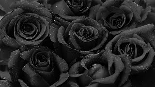Футаж-фон Черные розы(скорбный)