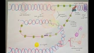 The Replication Fork