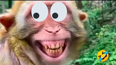 Video 11533591: animals funniest cats dogs, cute cats dogs funniest