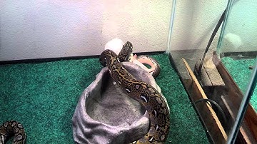 6 month old Reticulated Python eat Mouse