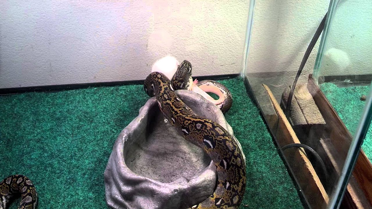 6 month old Reticulated Python eat Mouse - YouTube