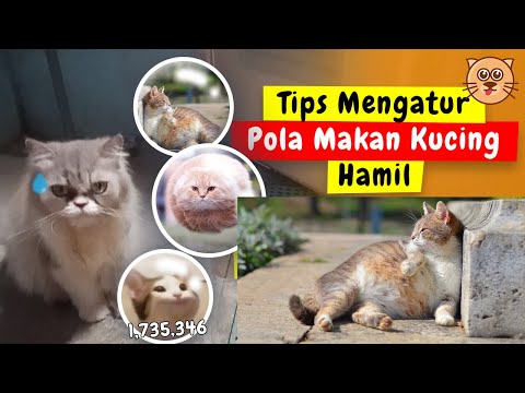 Video: 6 Tips Hidup dengan Alergi Kucing