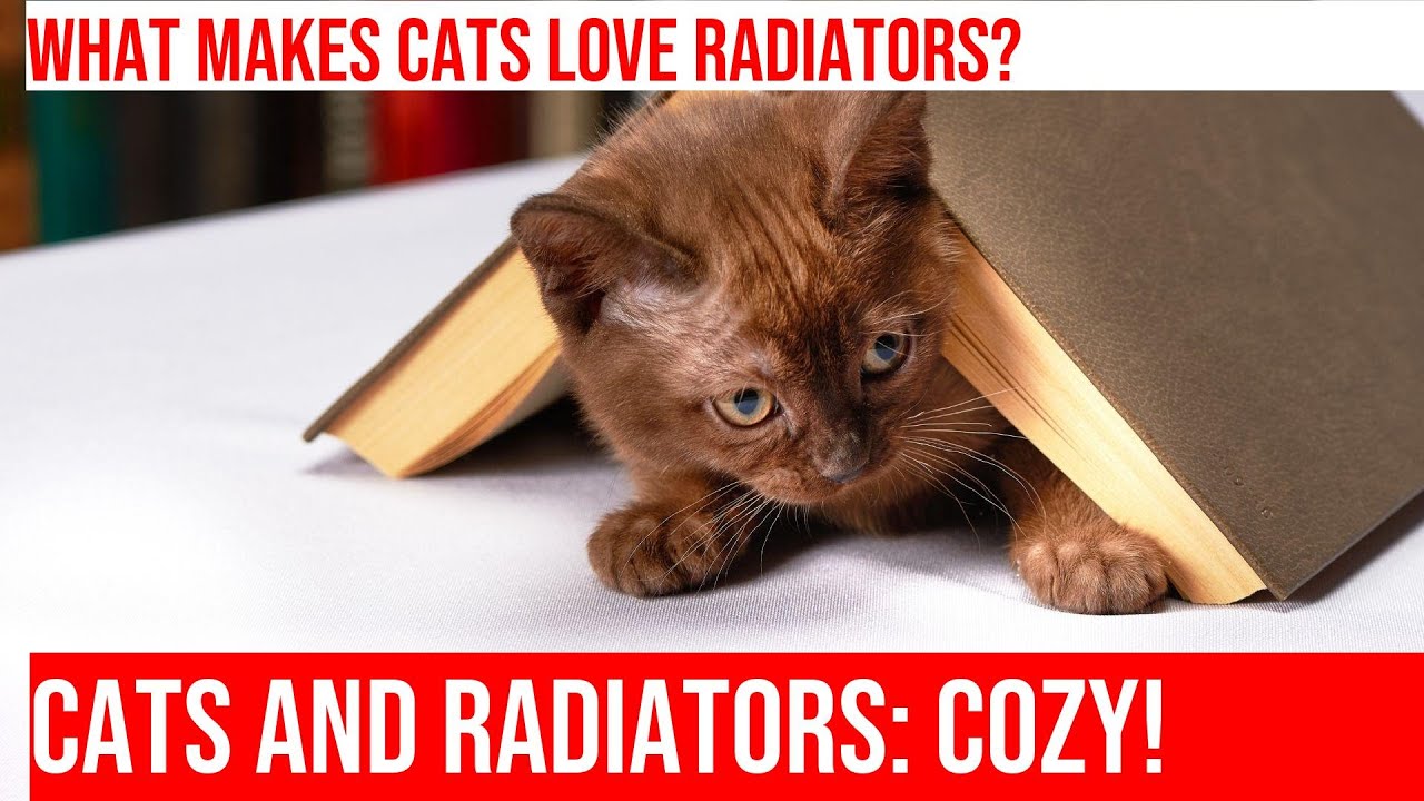 Cats & Radiators Why Cats Love Cozy Radiator Warmth YouTube