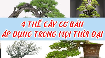 Anh Em mới chơi Cây nên biết những thế Cây cơ bản này | Bonsai Tập Sự