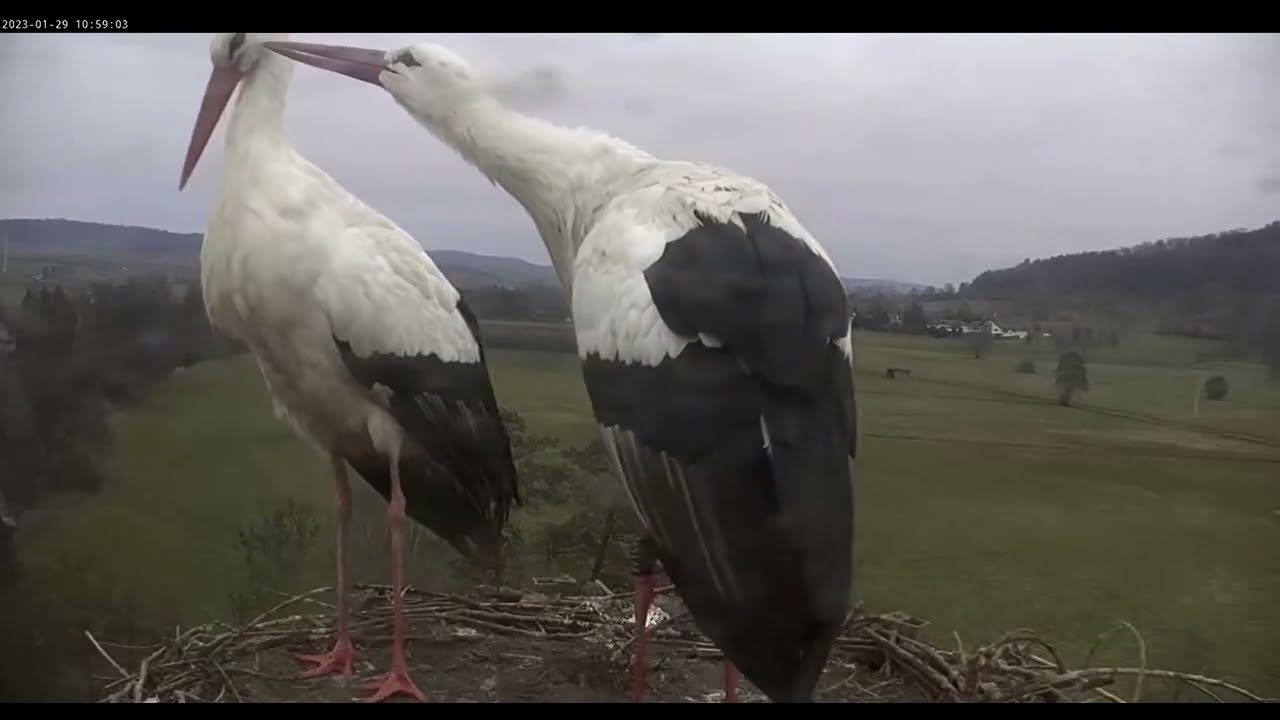 Lindheim, D        Wilma and her new partner.       2023.01.29.