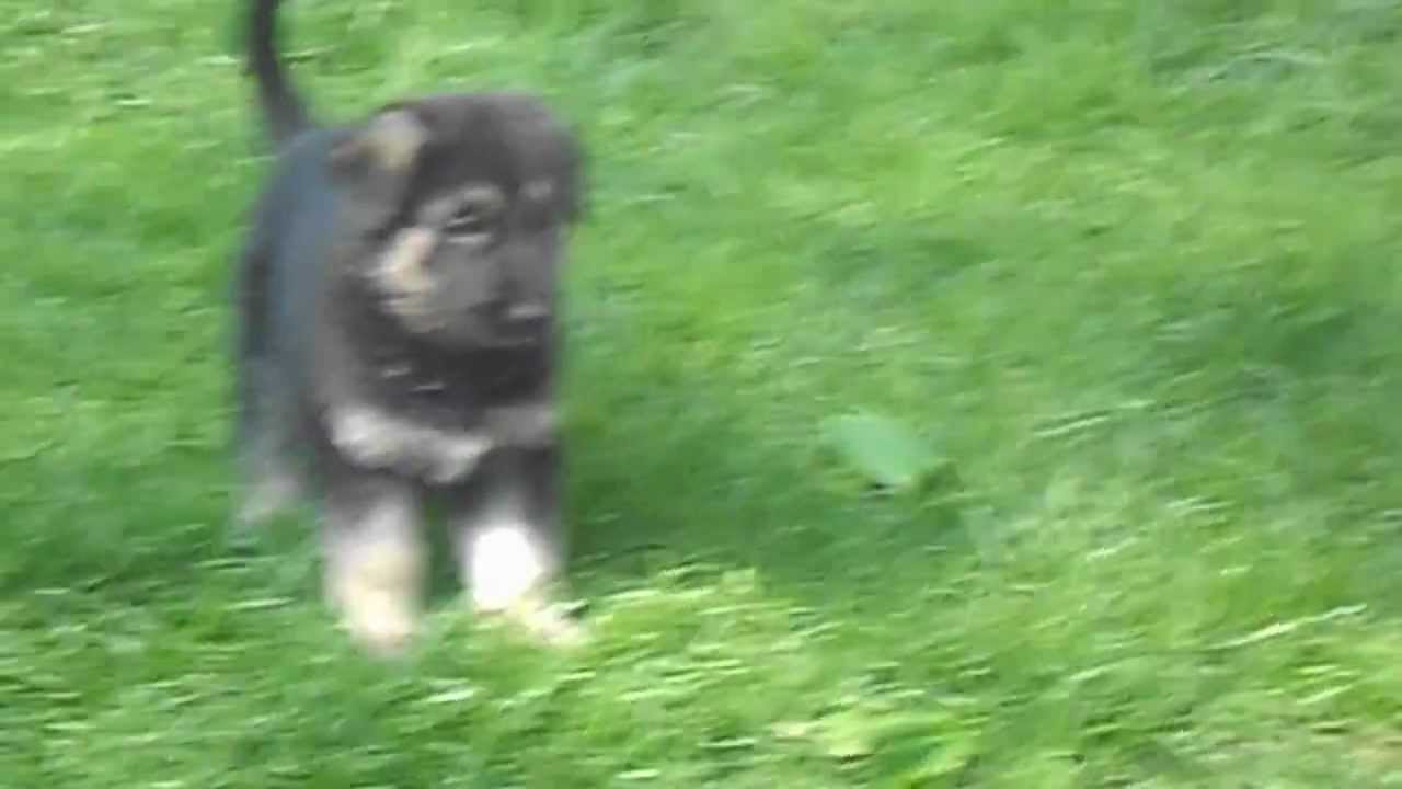German Shepherd Puppies Long Island Ny German Shepherd Puppies Long Island Ny