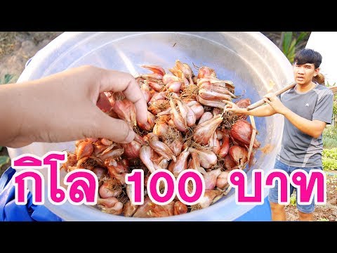 ปลูกหอมแบ่ง ขั้นตอนแรก การปลูก การดูแล คลิปเดียวจบ!! | วิถีไทบ้าน