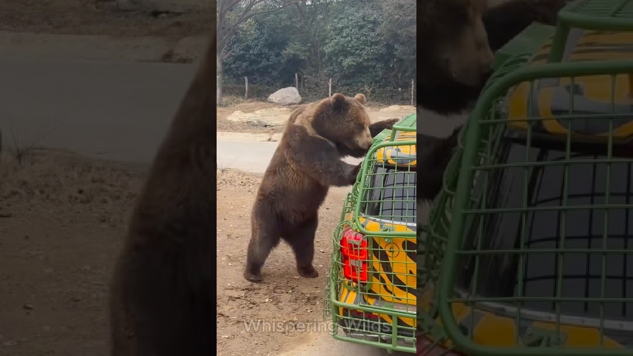 Vibrant Life - Untamed Beauty - Bear. Amazing Animal Transformation 