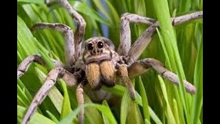 Boy chased by giant spider and gecko!!!