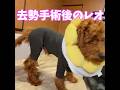 トイプードル「レオ」去勢手術後のケアー（男の子）
