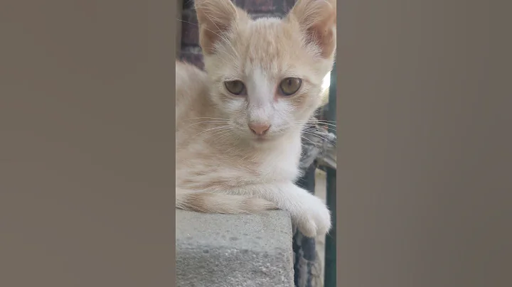 Video 11471361: maine coon cat grooming, maine coon cat kitten, maine coon cat adopted, cat house maine coon, post cat kitten, cats catio