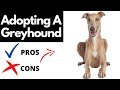 Pros And Cons Of Adopting A Greyhound | The Good AND The Bad!! の動画、YouTube動画。