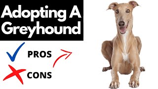 Pros And Cons Of Adopting A Greyhound | Should You REALLY Adopt A GREYHOUND?