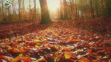 تلاوة هادئة تريح القلب والعقل 💚 تلاوة رمضانية.. 🌙 صوت يدخل القلب بدون استئذان 😇 تلآوات تسعد القلب 💙