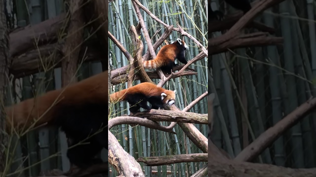 Did you know this about Red Pandas?! 