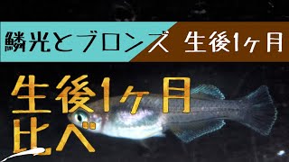 メダカ飼育 鱗光とブロンズの生後1ヶ月・体長約1cmの稚魚・針子を比較、観察してみました。【メダカ飼育 060】