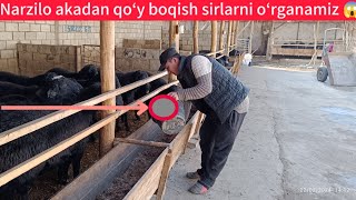 Narzilo akadan qoʻy boqish sirlarni tel 973702727