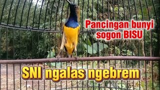 Pancingan sogon yang jarang bunyi pasti nyaut || respon cepat #sogon #sogongacor #pancingansogon 