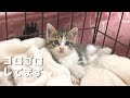 こねこがコロコロしているだけで可愛い
