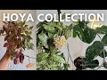 🌱HOYA Lover&rsquo;s Escape 🌸 | Step Into My Collection! 🪴