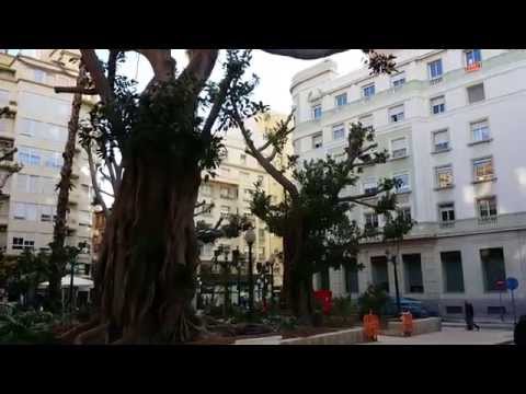 Ficus del Portal de Elche Alicante