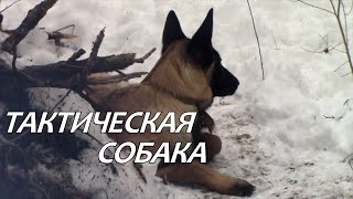 Бельгийская овчарка (малинуа). Tactical dog - Belgian Malinois.