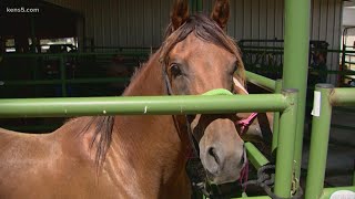 South Texas Man Charged With 10 Counts Of Animal Cruelty After Allegedly Starving Horses