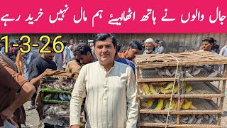 Birds Market Lalukhet Sunday Update 1 March 2026 | Latest Bird & Jaal Scene | BPT