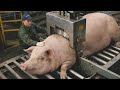 Inside the Modern Computerized Pig Leather Processing Factory | How Soft Skin Turns Into Colorful .